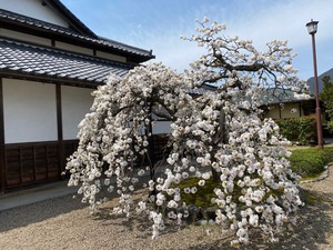 桜