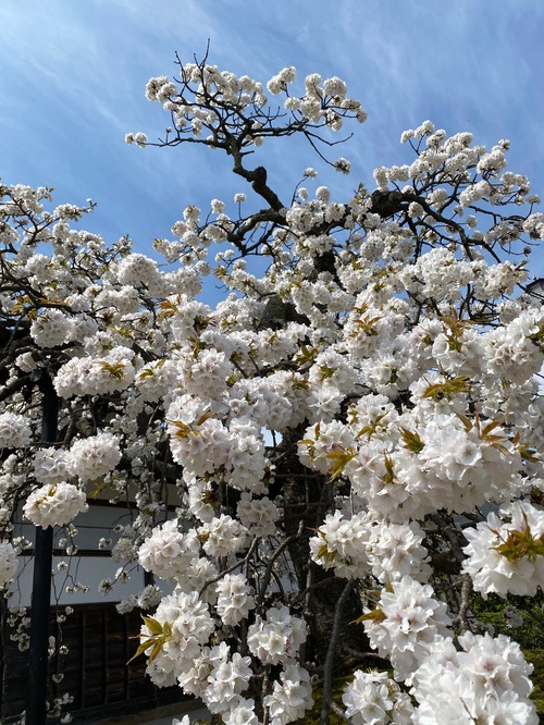 しだれ桜